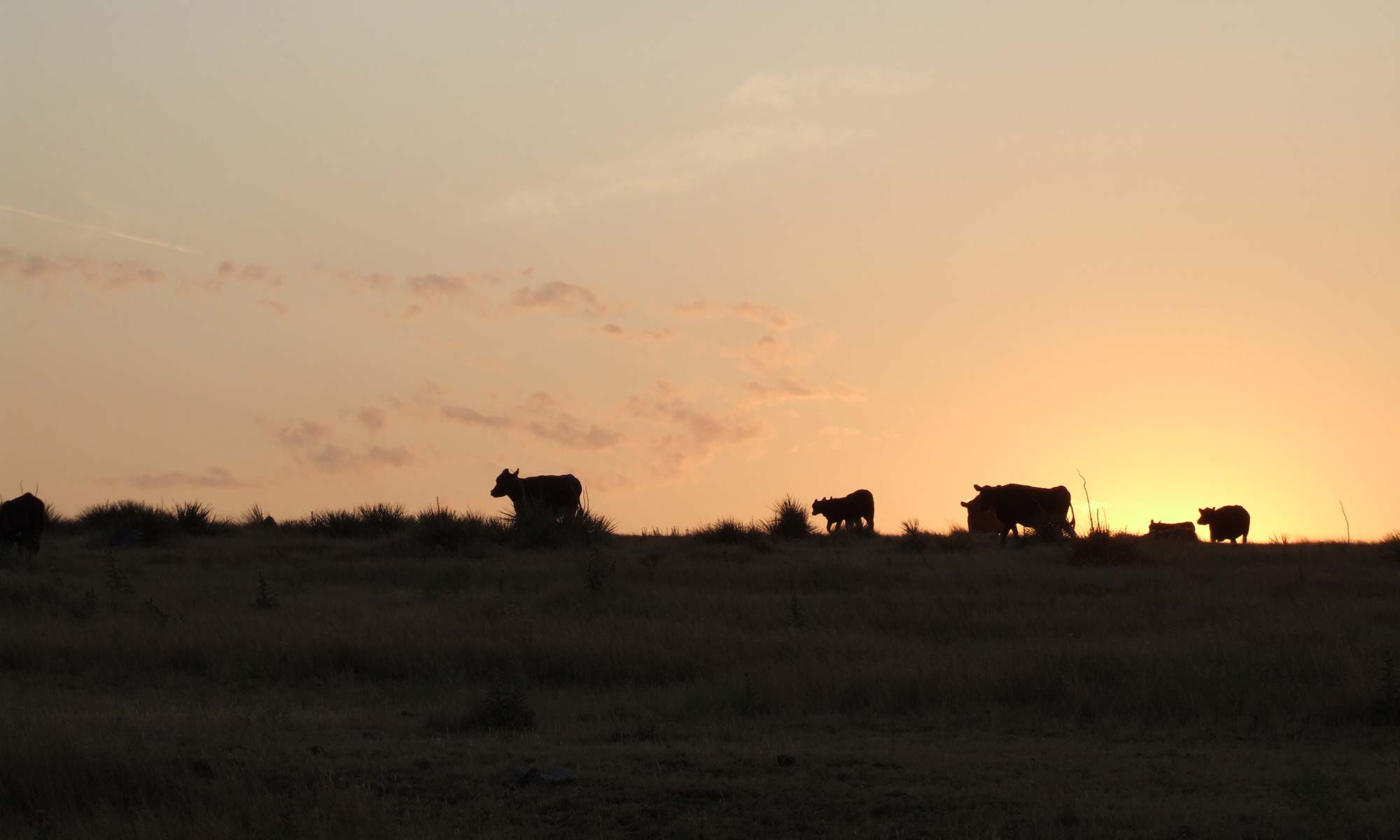 Sunrise at Lundgren Angus Ranch