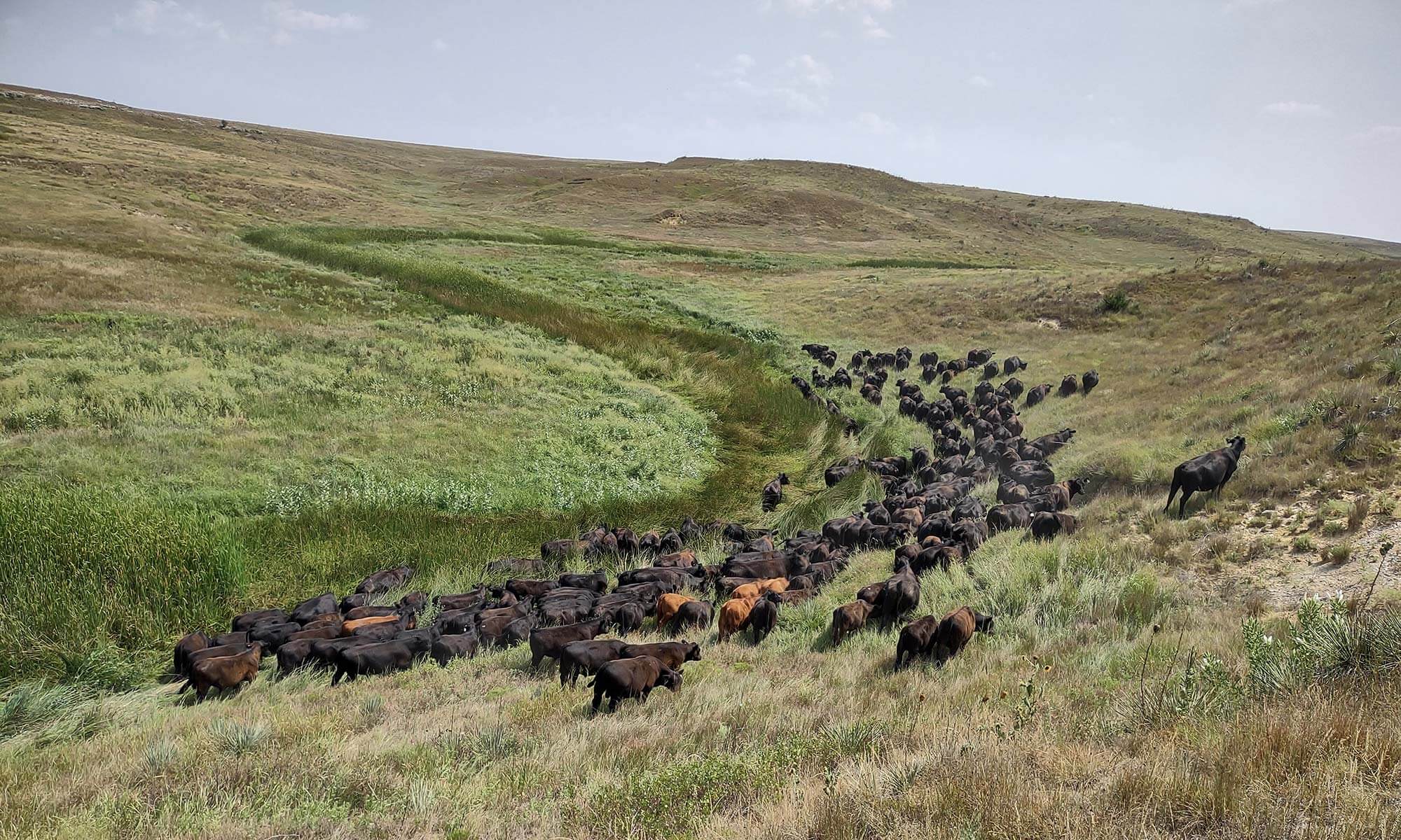 Lundgren Angus Ranch