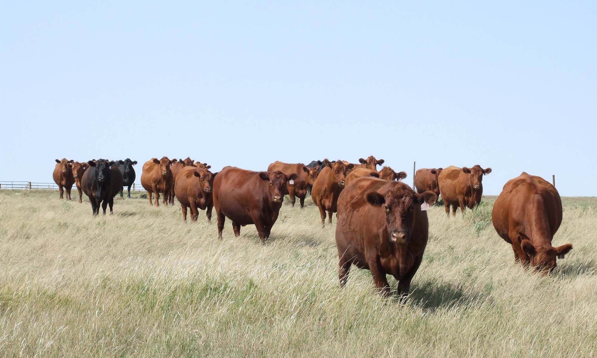 Lundgren Angus Ranch