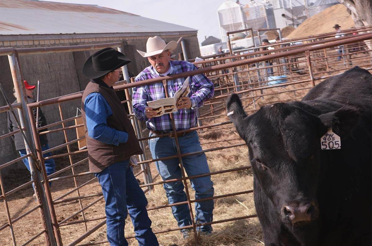 Bull Buying Customer