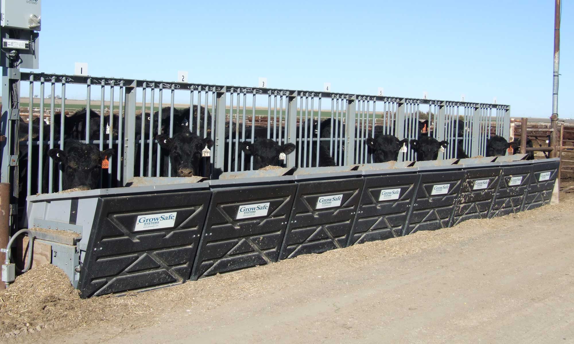 Bull at GrowSafe bunks