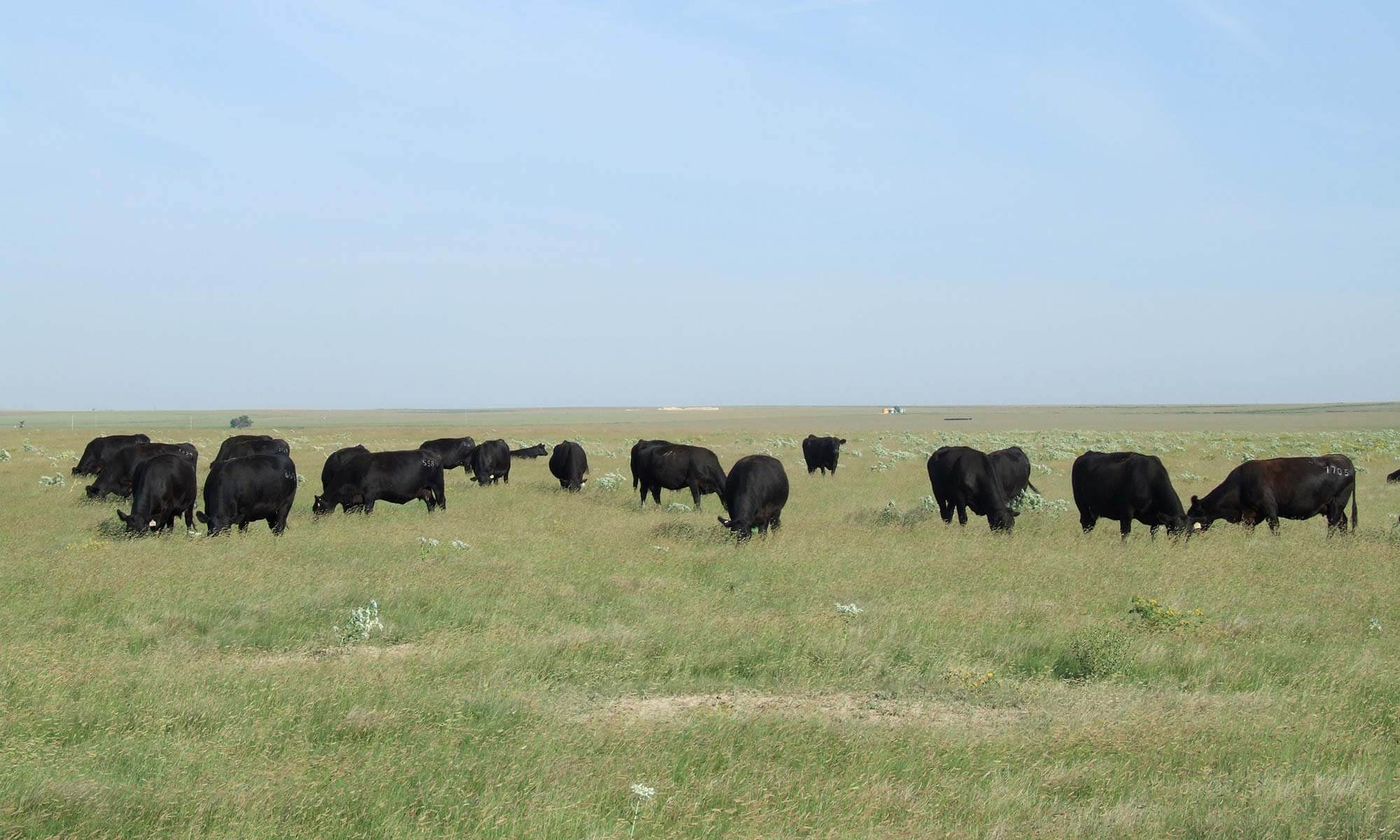 Cows in pasture grazing